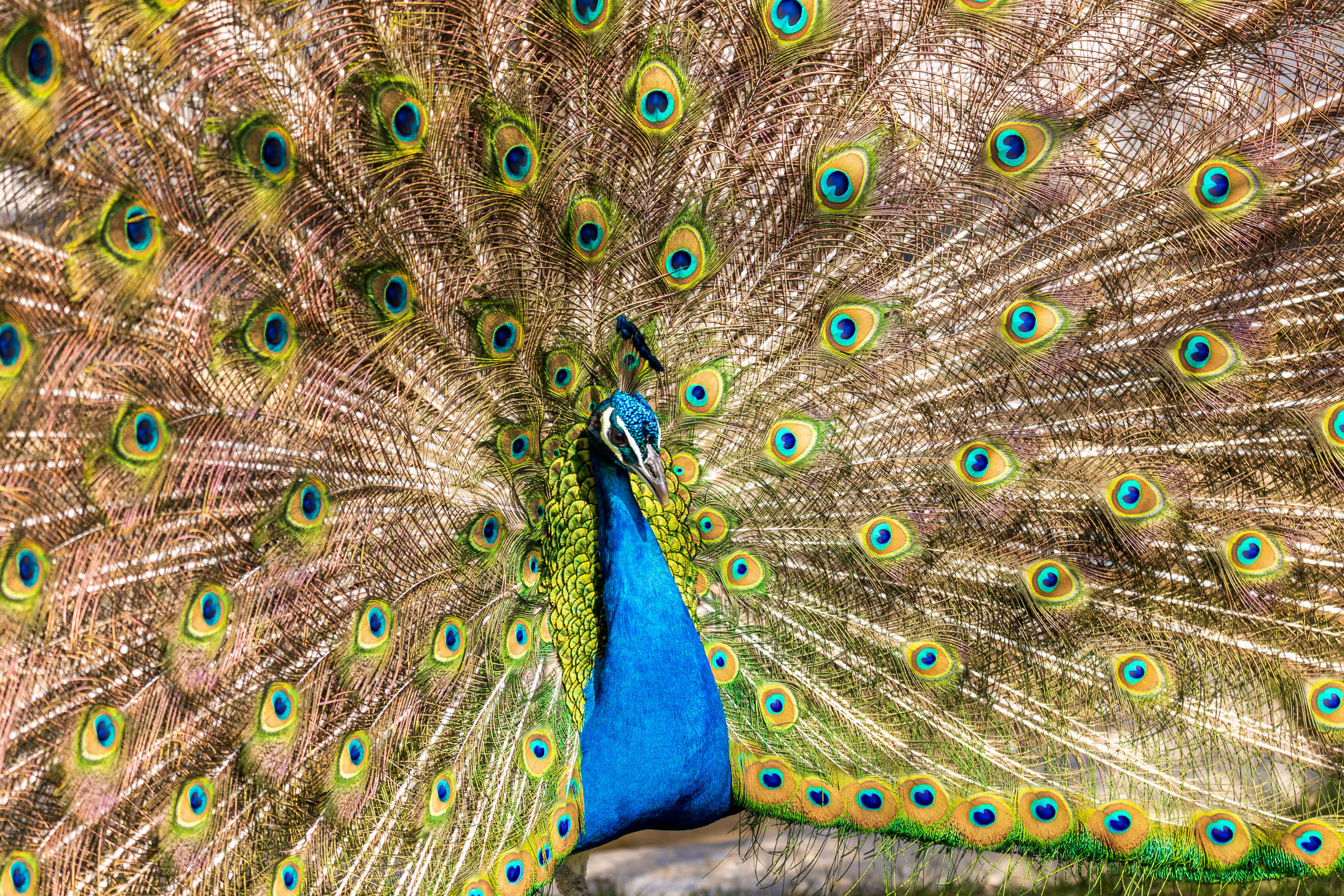 Pfau, Tierpark Irgenod