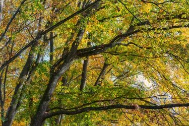 Herbstwald Kronwinkl