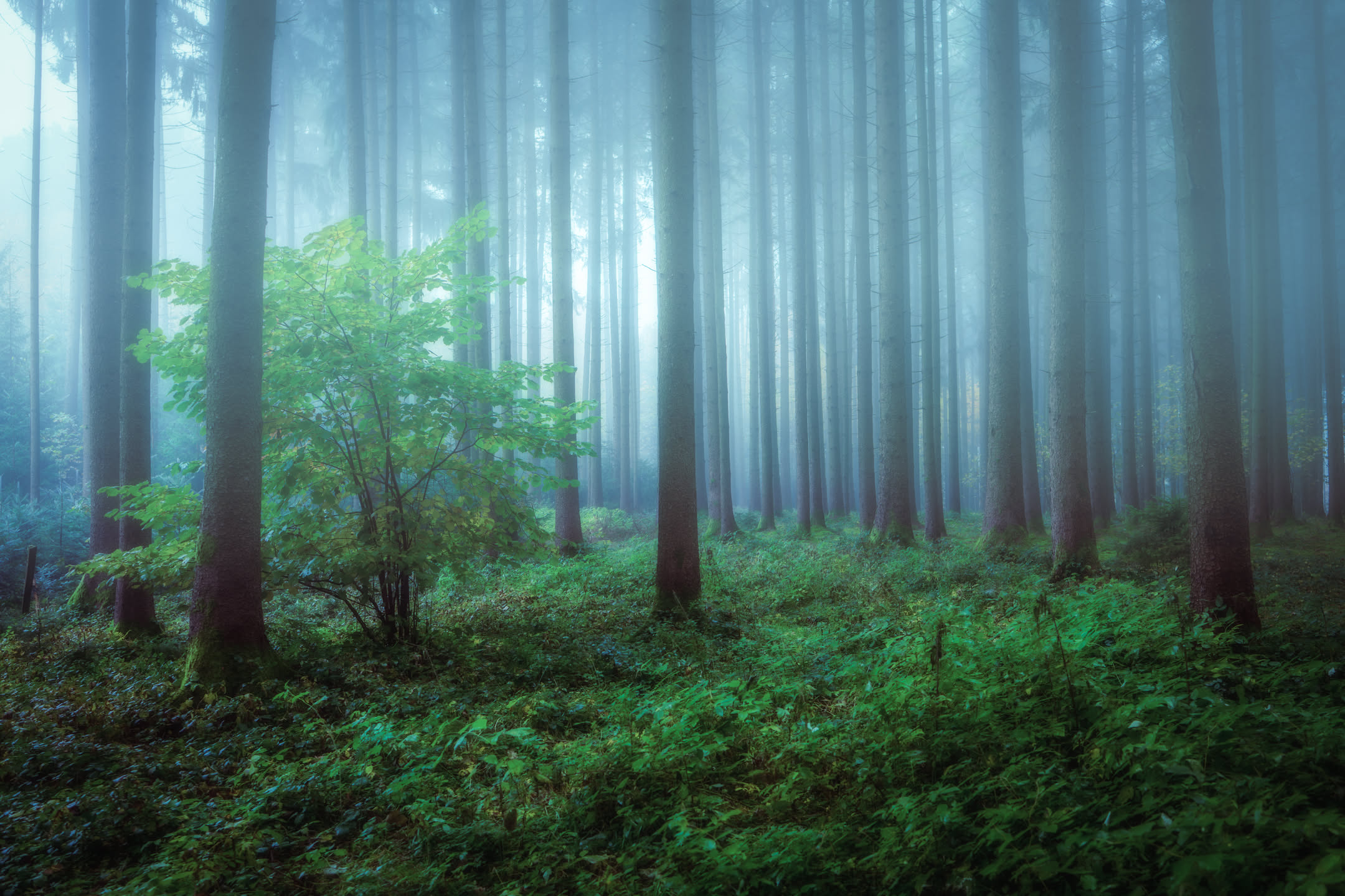 Morgenwald Kapfing