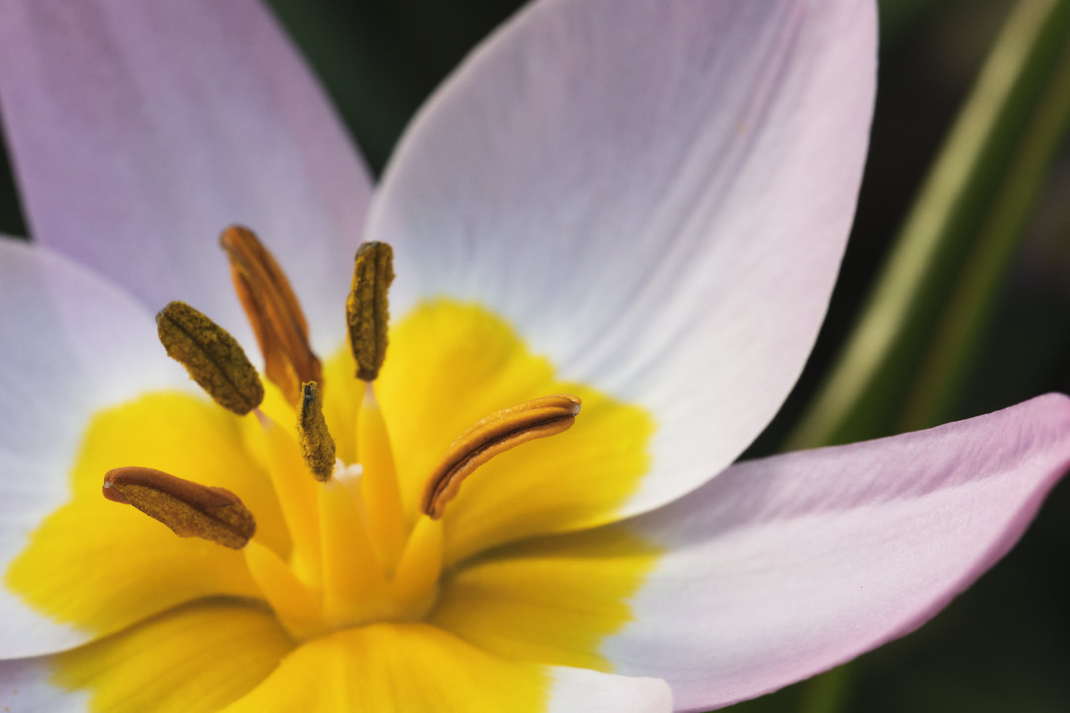 Frühling in Eching