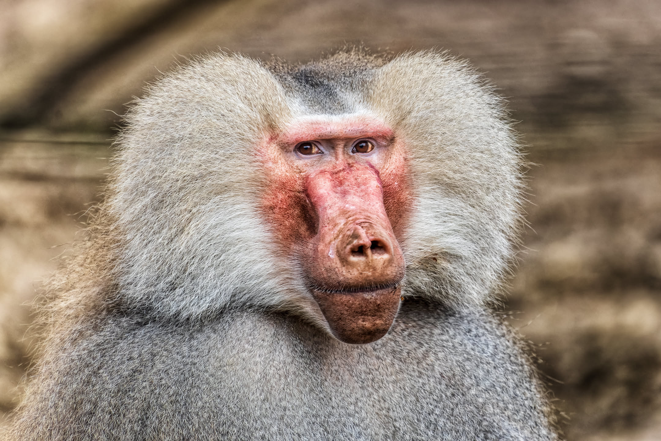 Mantelpavian, Zoo Augsburg