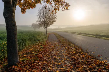 Herbstlicher Feldweg
