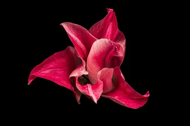 Tulpe, rosa-weiß