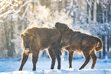 Wisent-Kälber, Wildpark Poing