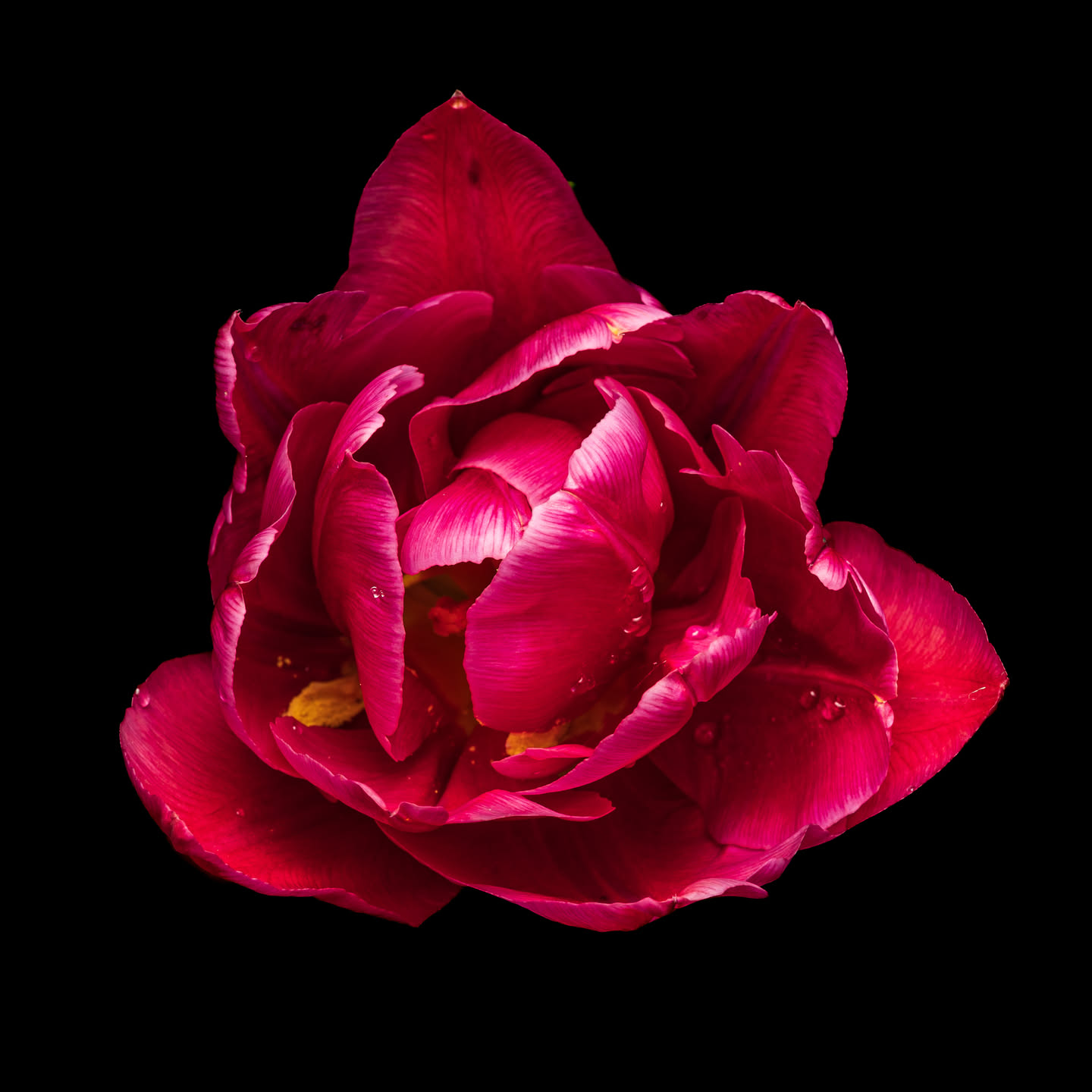 Rote Tulpe