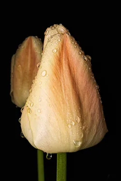 Tulpenknospe