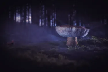Pilz im Morgenwald