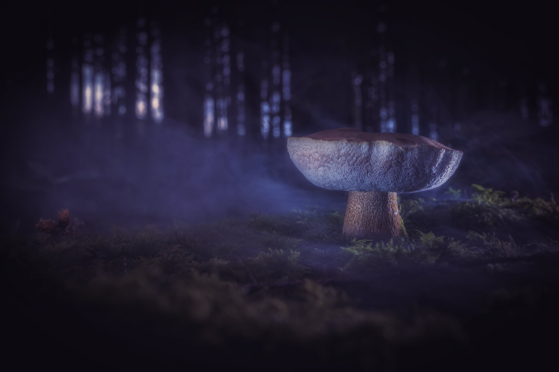 Pilz im Morgenwald