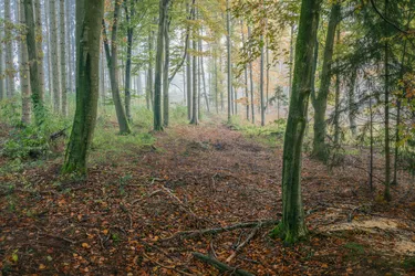 Nebelwald Kapfing