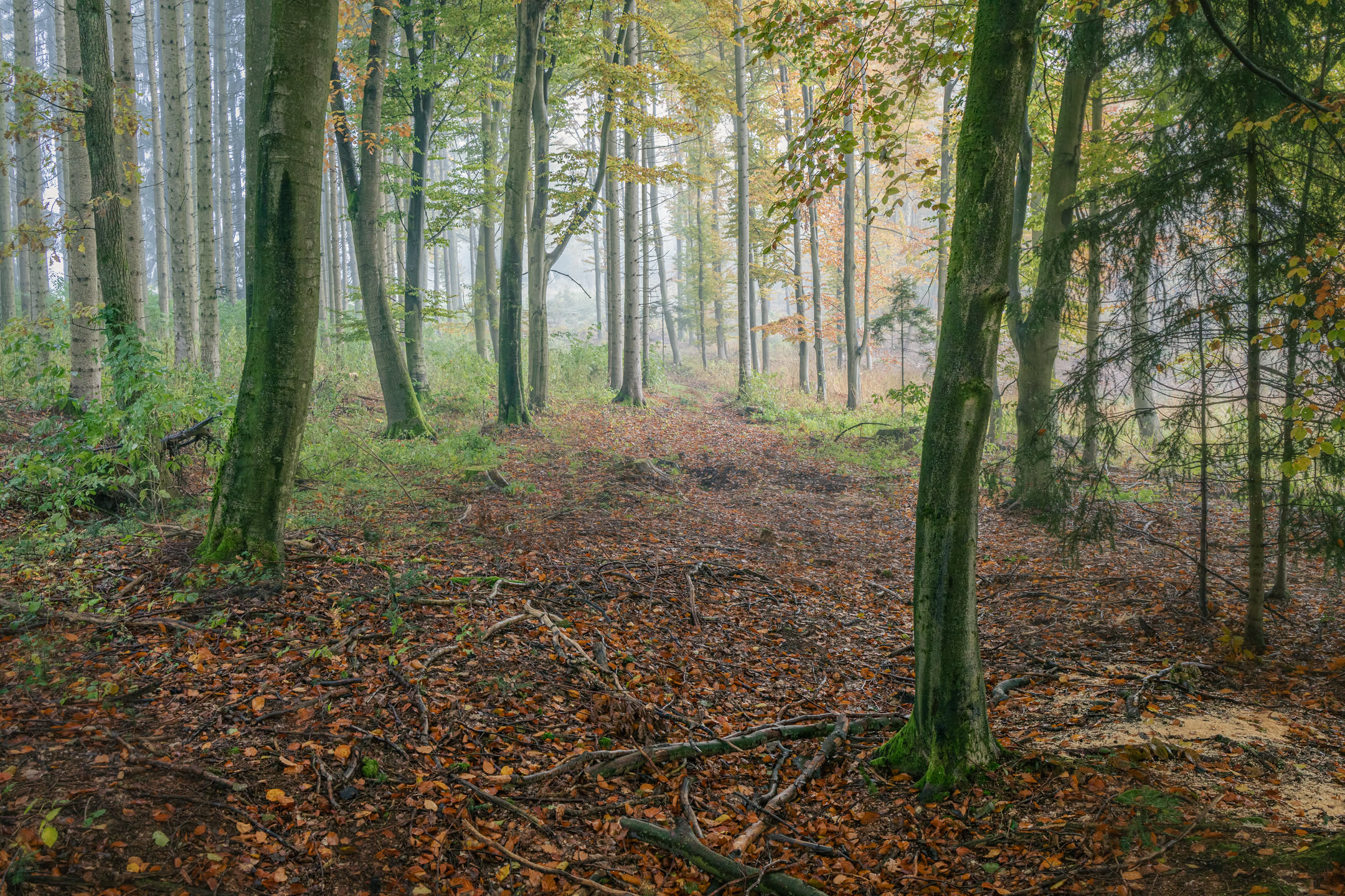 Nebelwald Kapfing
