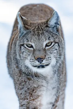 Eurasischer Luchs, Wildpark Poing