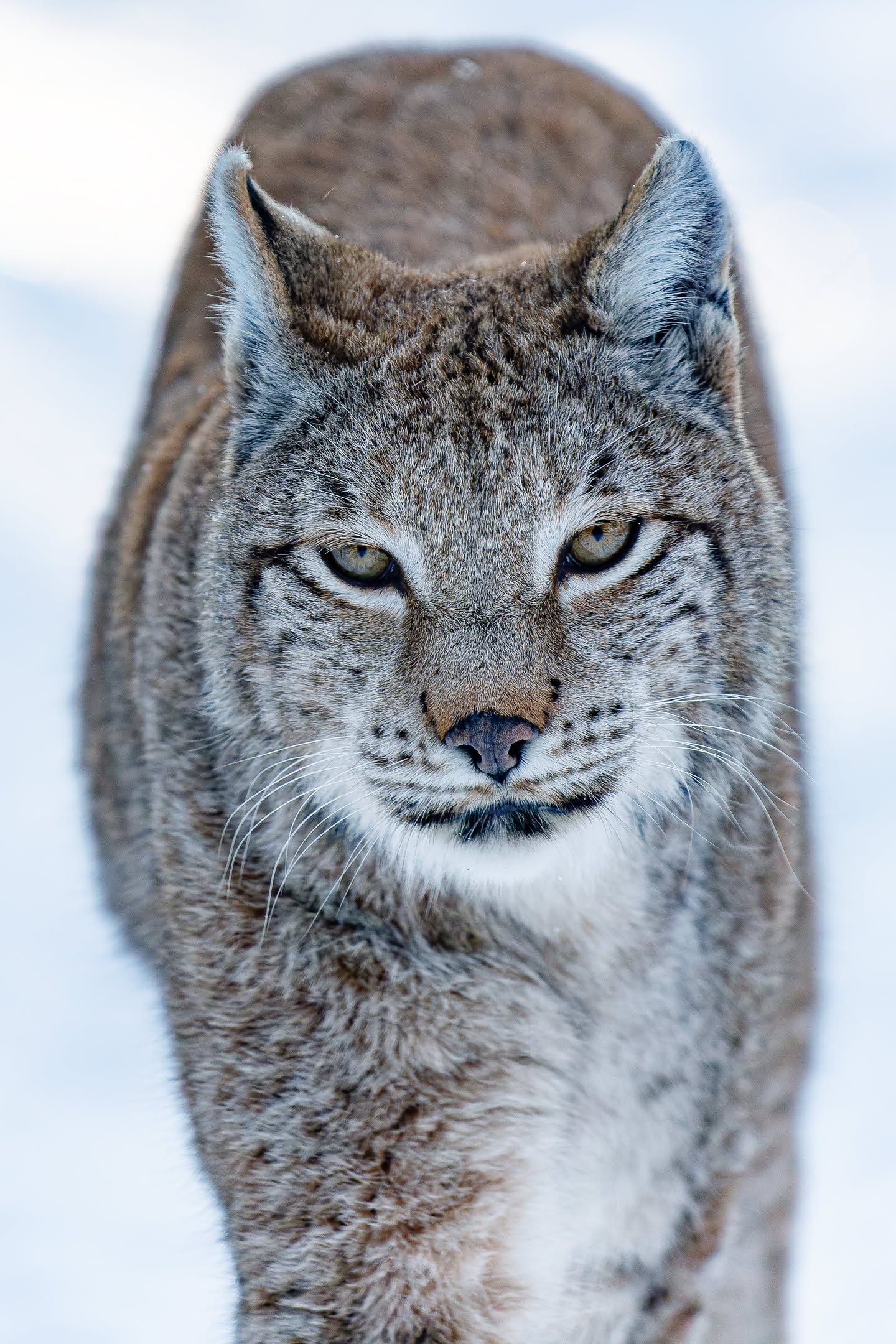 Eurasischer Luchs, Wildpark Poing